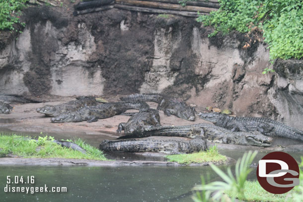 The crocs did not seem to mind the rain.