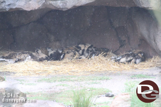 The painted dogs were all laying under cover