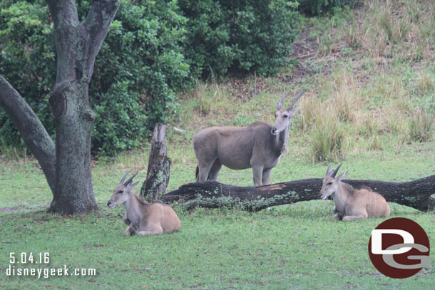 More antelope on the savanna