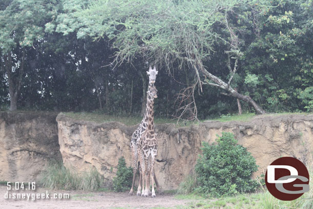 A couple of giraffe