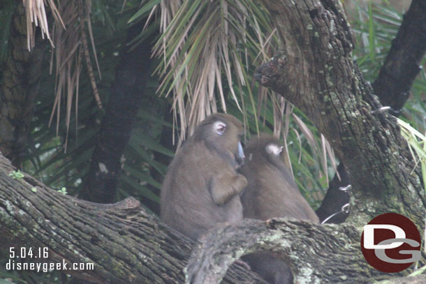 Mandrill monkeys