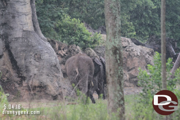 Elephants on the move.