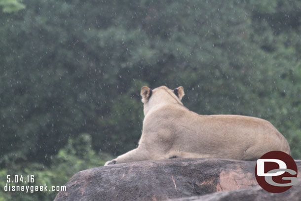 Two lionesses were nearby.