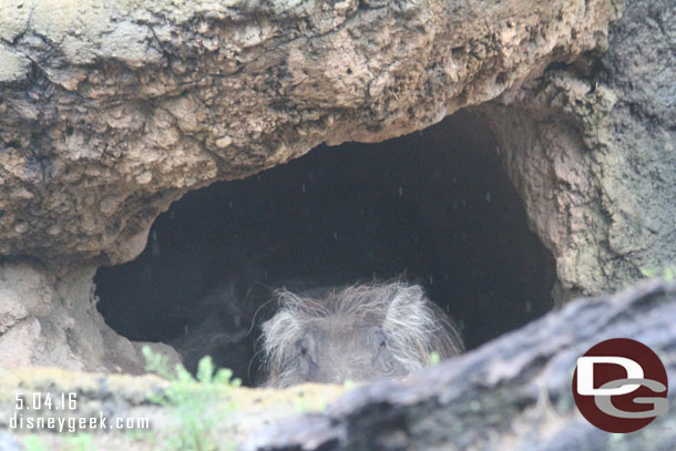 The warthogs were in their burrows