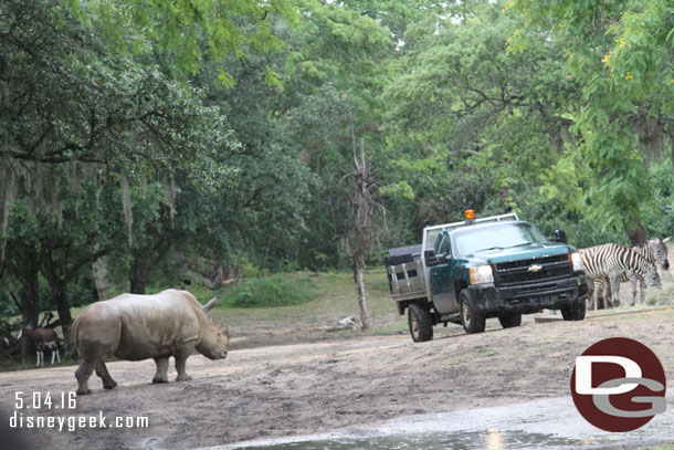 A rhino heading for what it hopes is a snack.