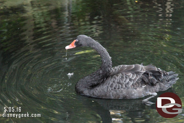 A black swan near the park entrance.