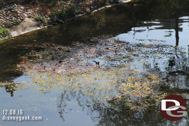 Spotted a turtle in the weeds