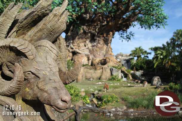 Kangaroos have returned to the Tree of Life garden.