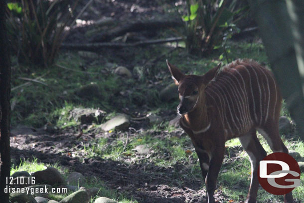 A young bongo.