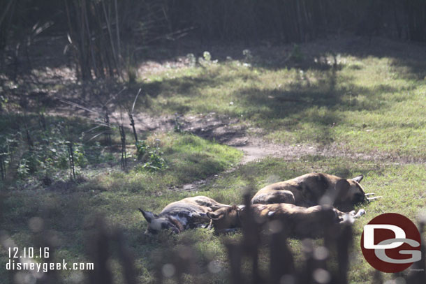 African dogs laying around.  The couple safaris I went on this trip they were like this.. no where near as active as in the spring.