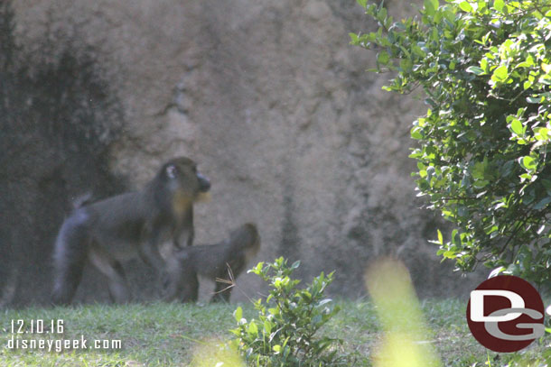 Mandrills