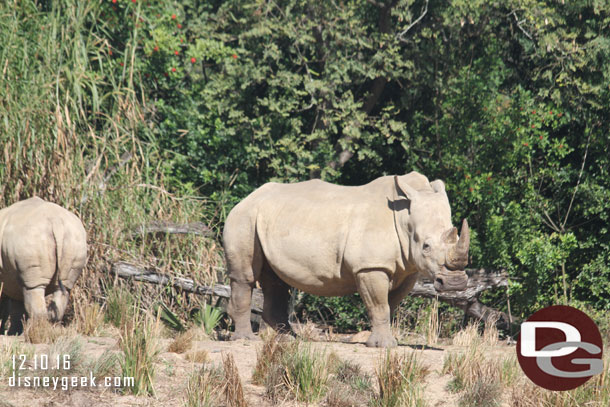 White rhinos