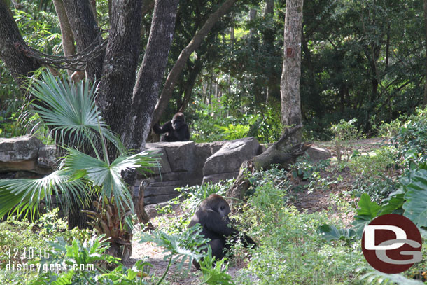 The family troop of gorillas.