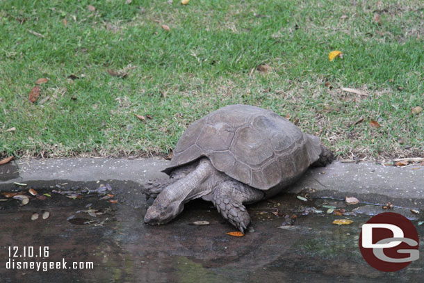 A large Tortoise