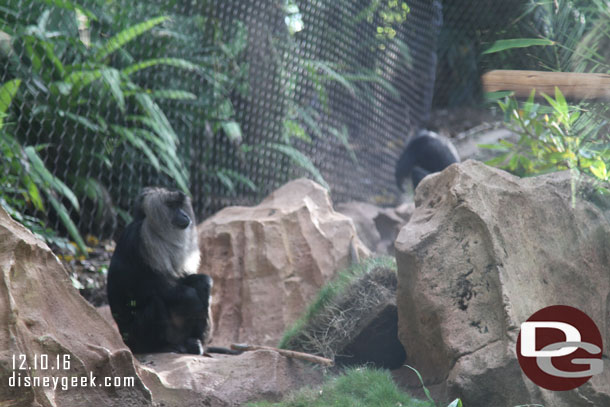 Lion-Tailed Macaques, there are 3 females and 1 male in the troop.