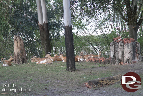 The herd all sitting around...