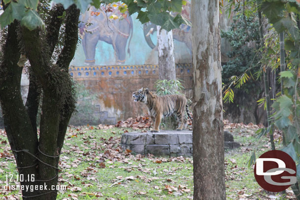 A tiger getting some snacks..  cast members were up above and were throwing some treats down.