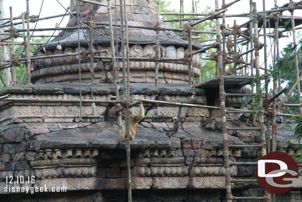 Spotted a young gibbon following its mother.