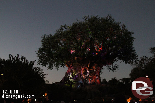 Waiting for the Tree of Life Awakenings.  As it grew dark the projections started to become visible.