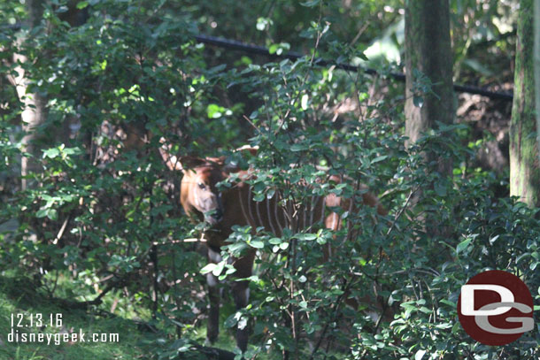 A young bongo behind the trees
