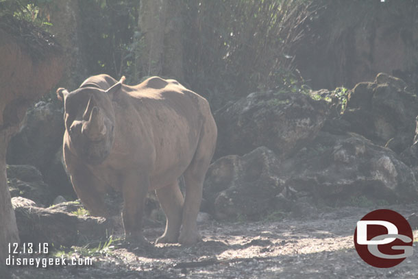 A black rhino