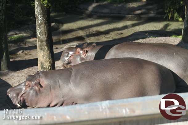 Hippos were out sunning themselves