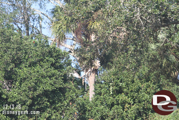You can just make out the head of a giraffe in the trees