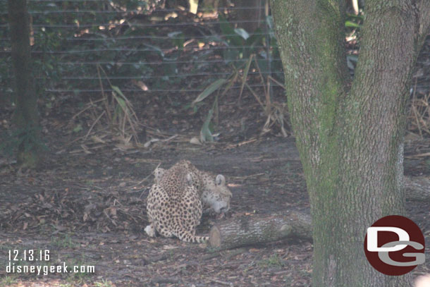 A cheetah
