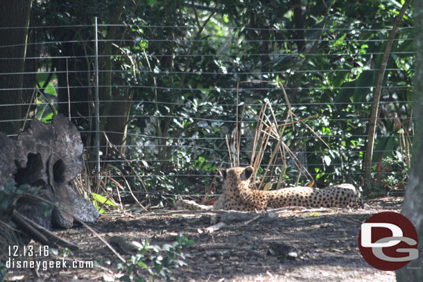 Another cheetah