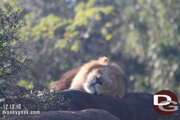 The male lion