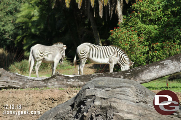 Walking through Gorilla Falls.. zebra at the outlook