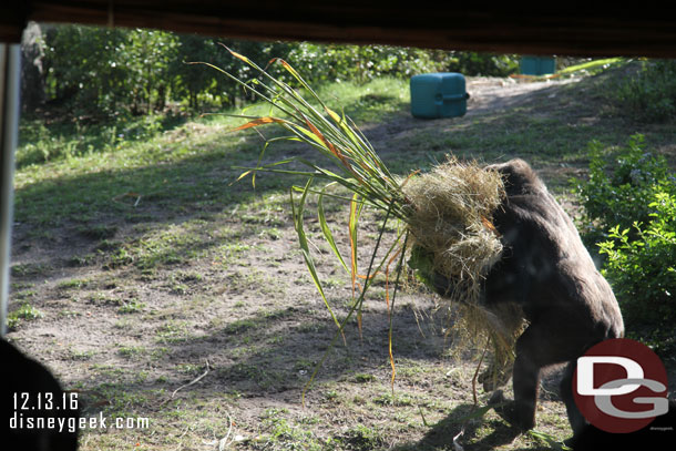 This gorilla was taking his bed and snacks and leaving.