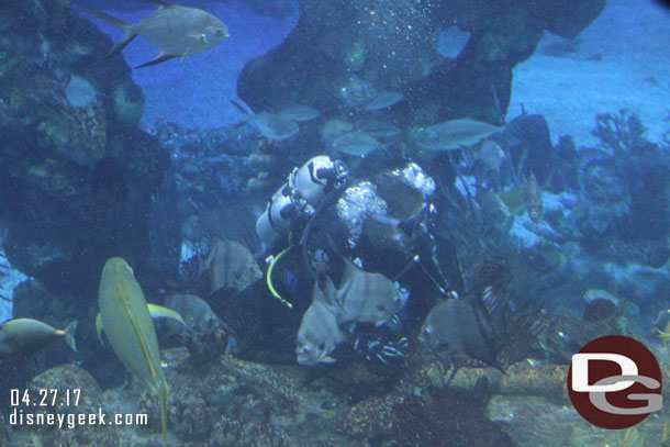 We arrived during the 3:15pm fish feeding so there were several divers in the tank.