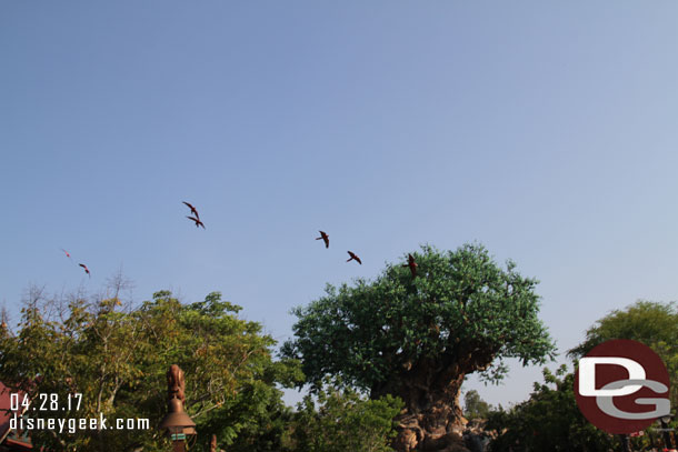 The birds arriving for the opening moment.