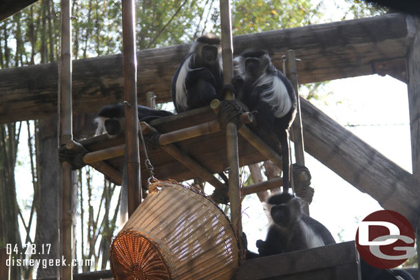 Black and White Colobus Monkeys greeting us.