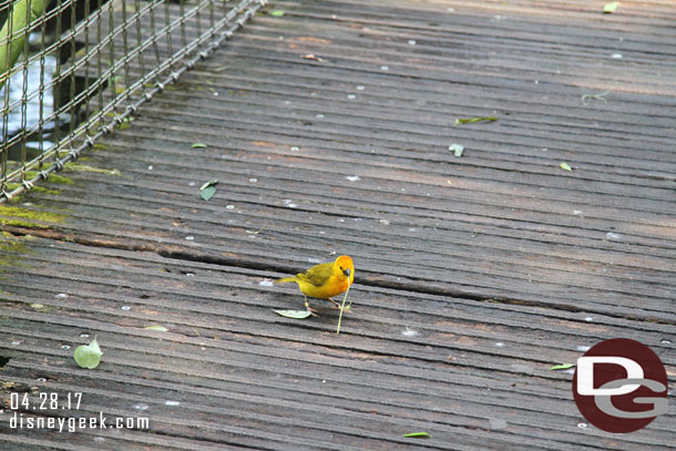 A bird gathering materials for a nest on a quiet walkway through the aviary.