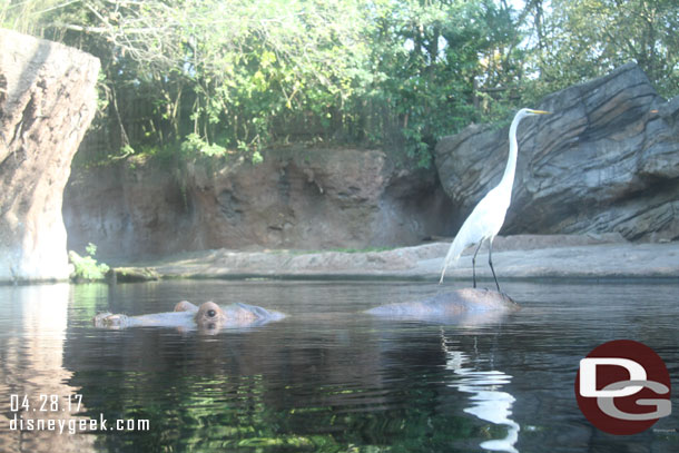 A larger bird using a resting hippo as a rock/perch.