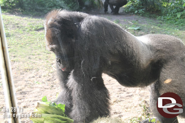 The male Western Lowland Gorilla (silverback) near the window.