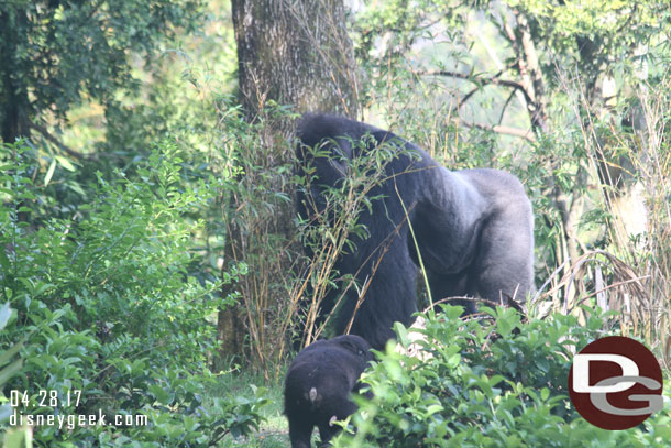 The family male and one of the young ones came into view.