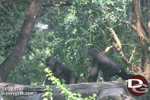 Two young gorillas playing.