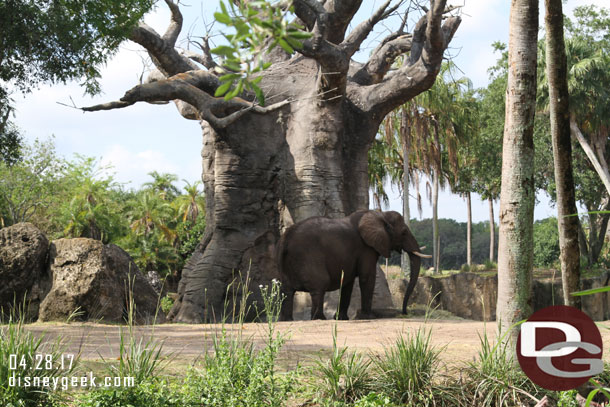 After an introduction we were taken backstage and driven around to a viewing area that was constructed for the experience.  No photos allowed backstage.  We walked into the area and an elephant was near by.