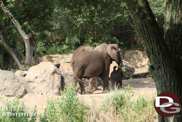 Off to the side the newest baby, Stella, and her mother were on the move.