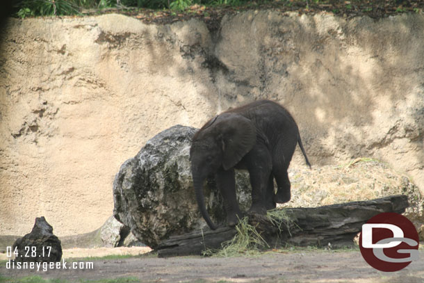 Stella was active moving around.  Here she is on a log.