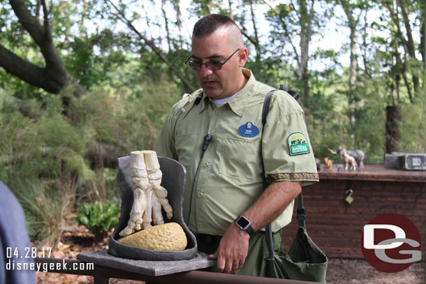 A look at the foot of an elephant.  Interesting they basically stand on their toes on a pad.