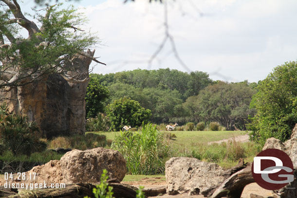 Springbok running around the savanna