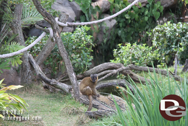 Red-collared Brown Lemur