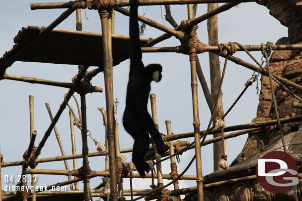 White-cheeked Gibbon in Asia