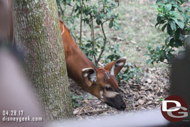Went for a trip on Kilimanjaro Safari. Here is a young Eastern Bongo