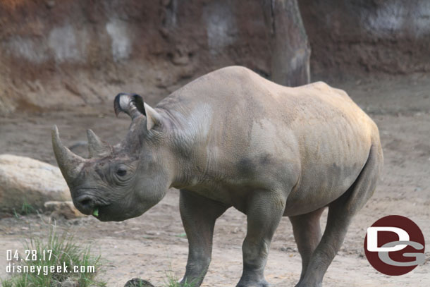 Black Rhino