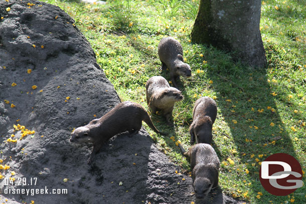 Asian Small-clawed Otters at play.